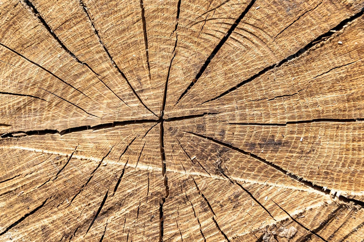 hermosa fractura de madera de roble viejo, textura natural de cerca foto