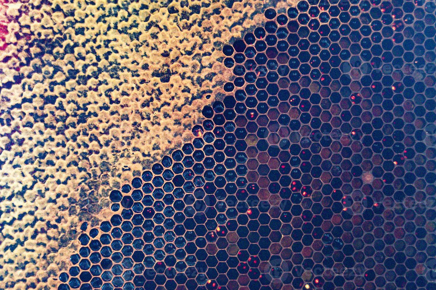 Honeycomb from bee hive filled with golden honey photo