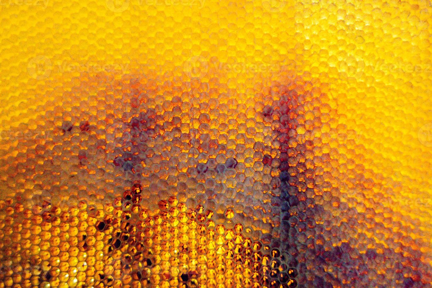 Honeycomb from bee hive filled with golden honey photo