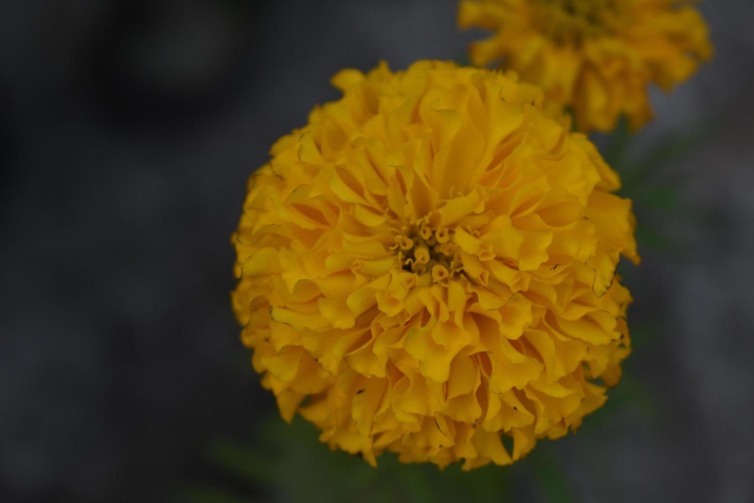 Yellow marigold in the garden photo