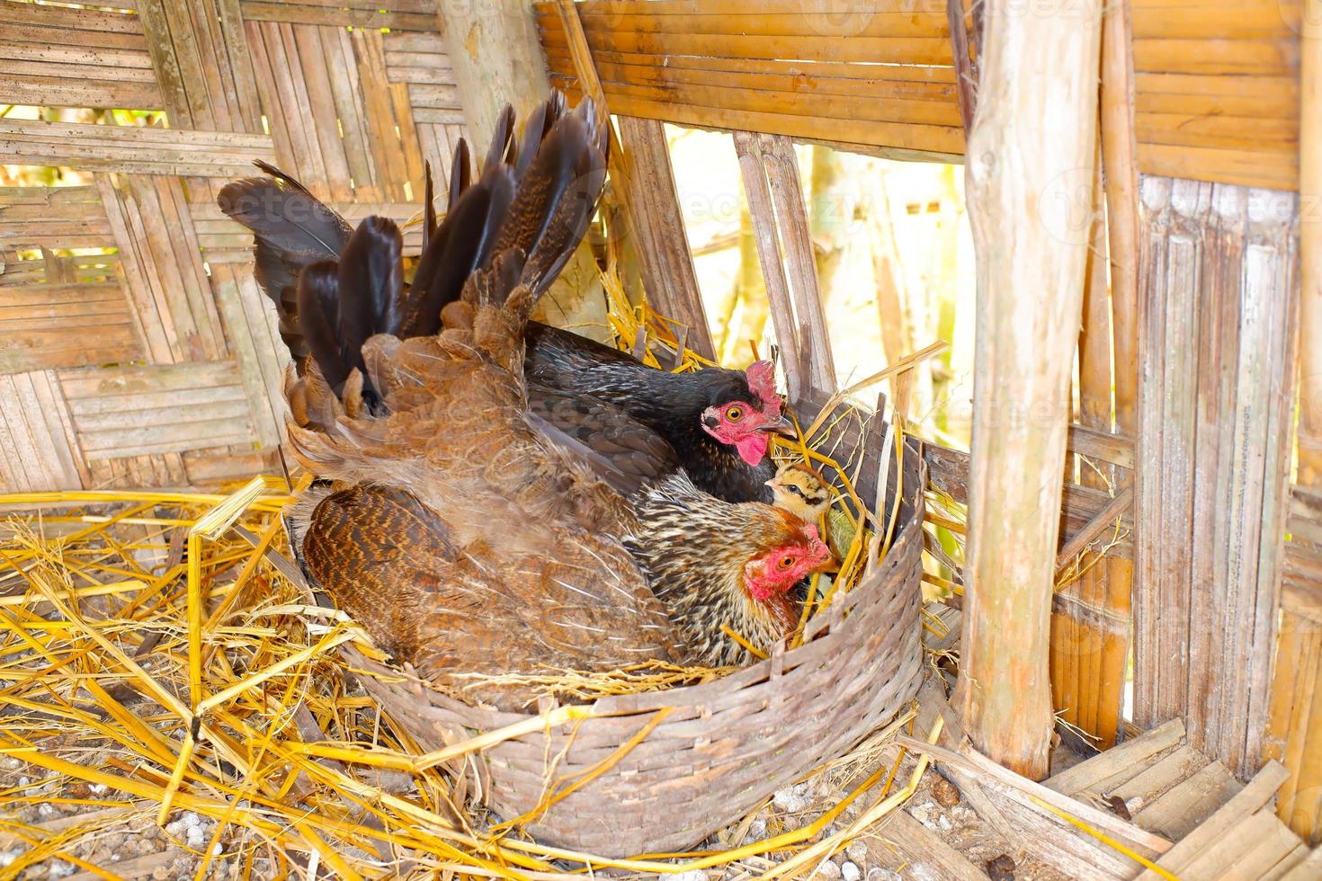 las 2 gallinas tradicionales están empollando el huevo en el coophaciendo el huevo. gallina incubando huevos. foto