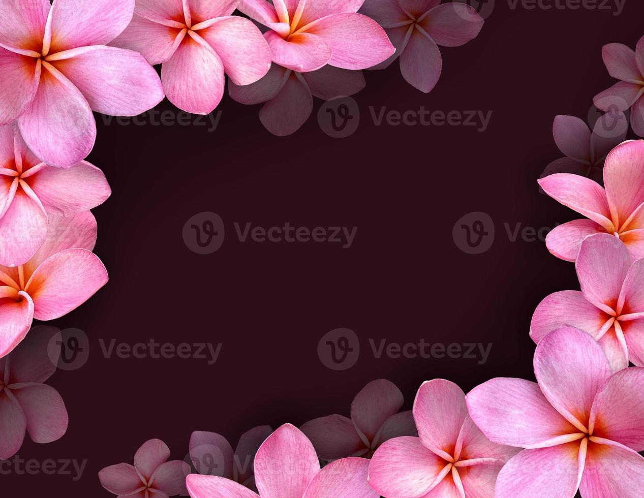Frame of flowers, pink frangipani flower and Copy space. photo