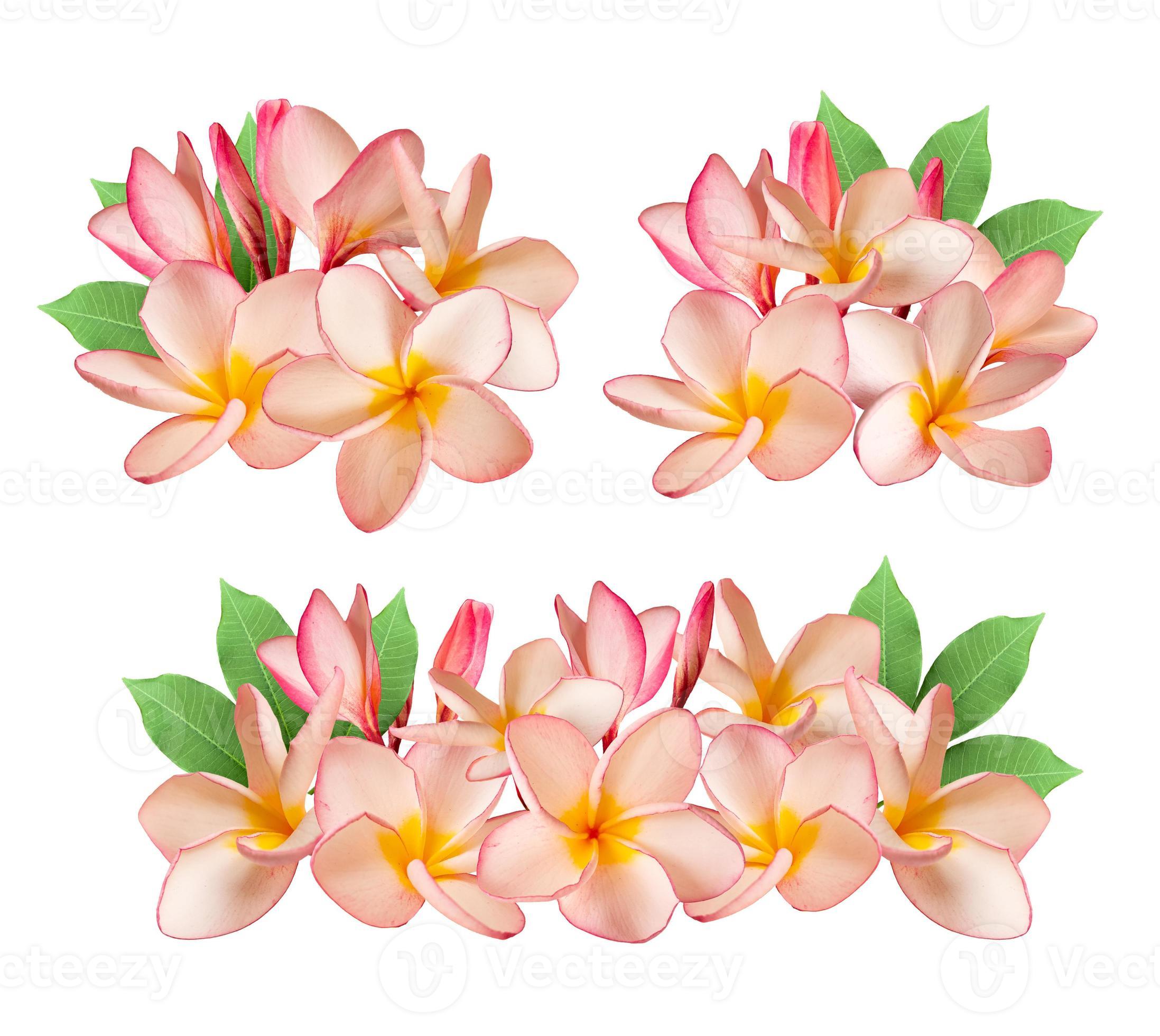 Pink Plumeria flower isolated white background. 6668448 Stock Photo at