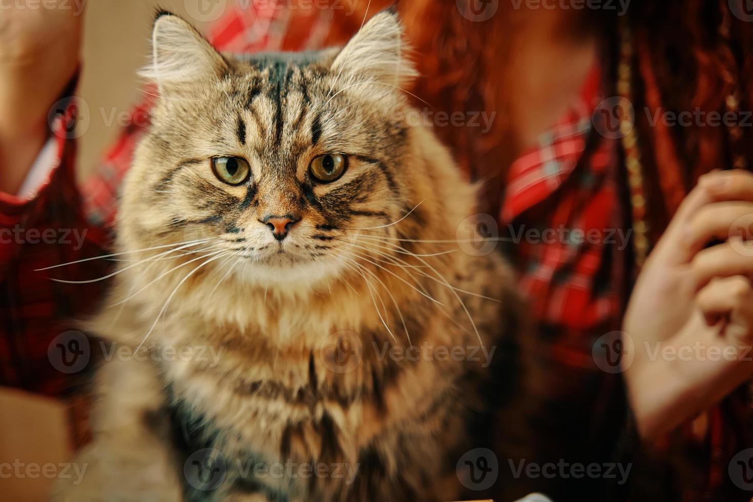 Fluffy cat looks at camera. photo