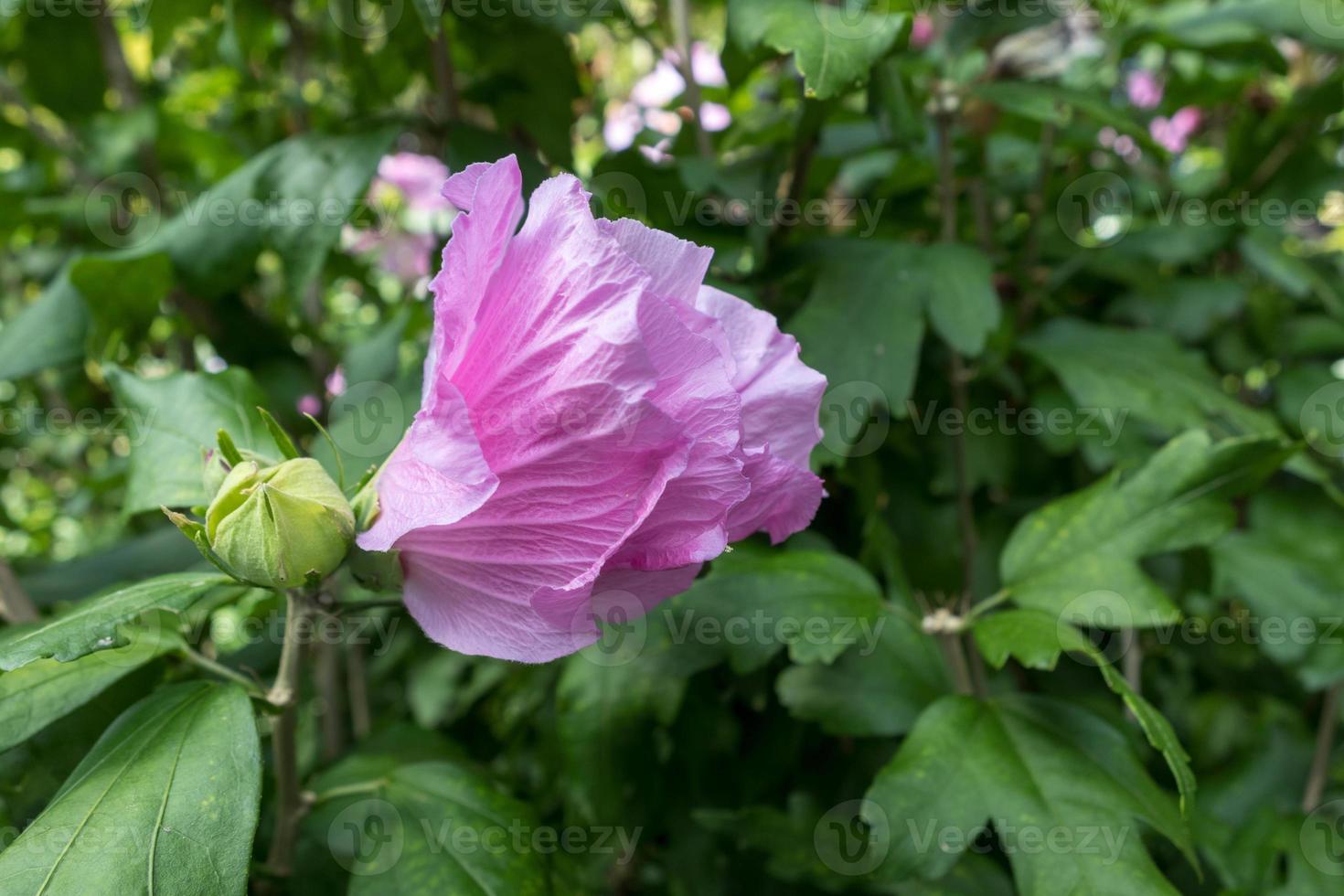 Pink Hibiscus flowering in East Grinstead photo