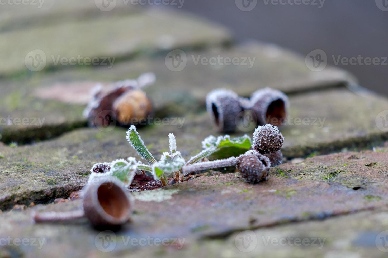 Hierba cubierta de escarcha en un frío día de invierno en East Grinstead foto