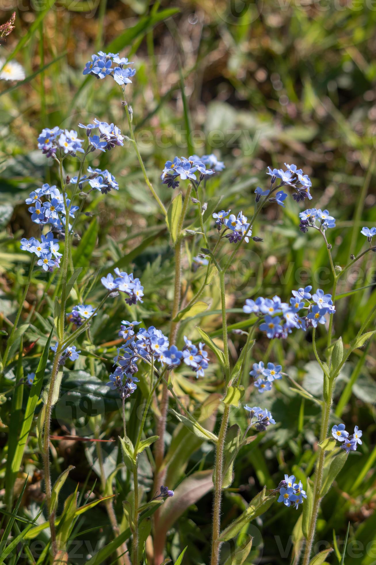 A group of wild flowers flowering in springtime 6669803