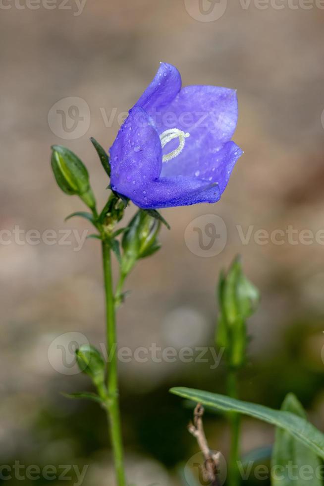 Paper Bellflower covered in dew photo