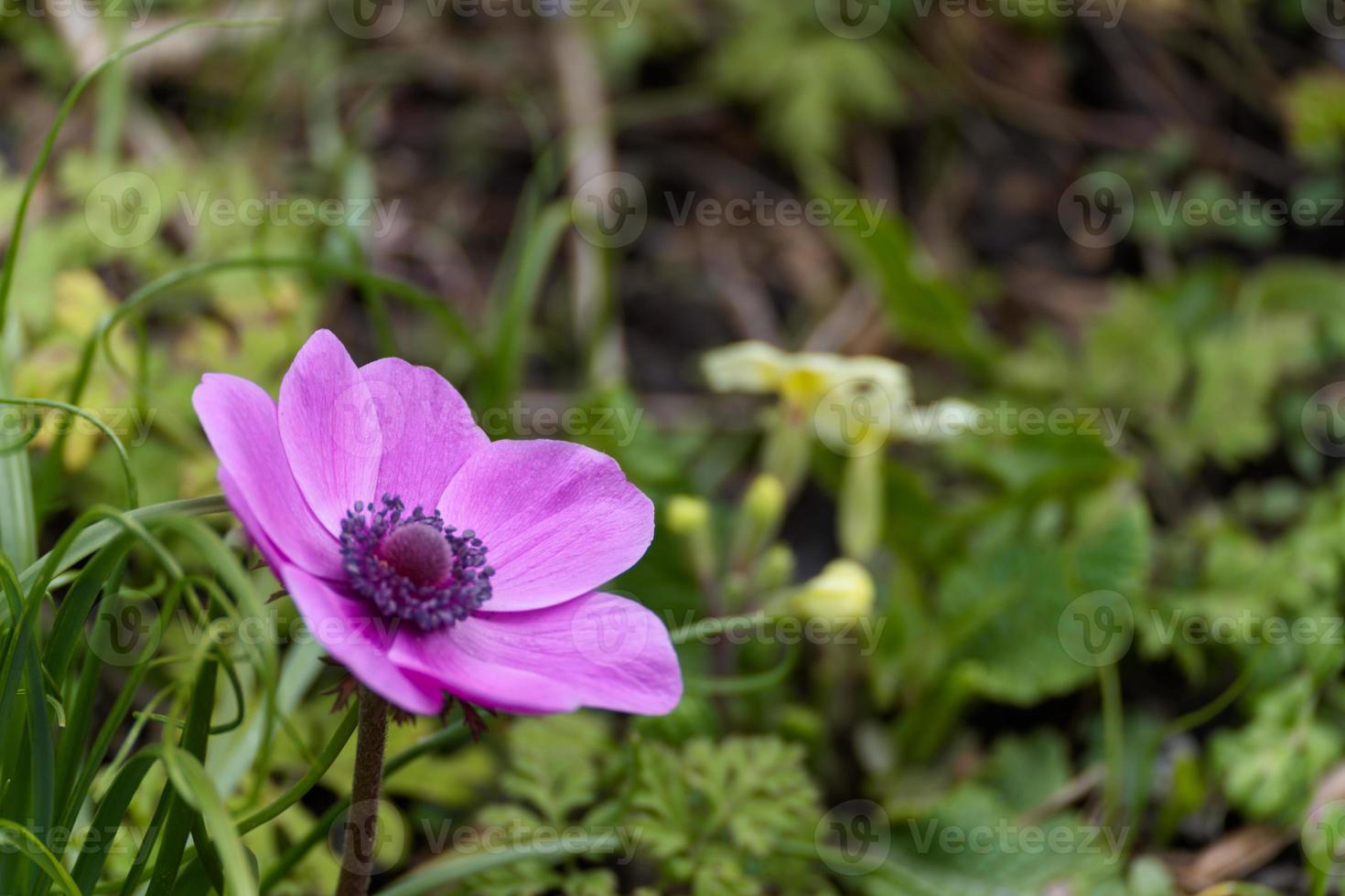 A magenta Anemone flowering in a garden in springtime photo