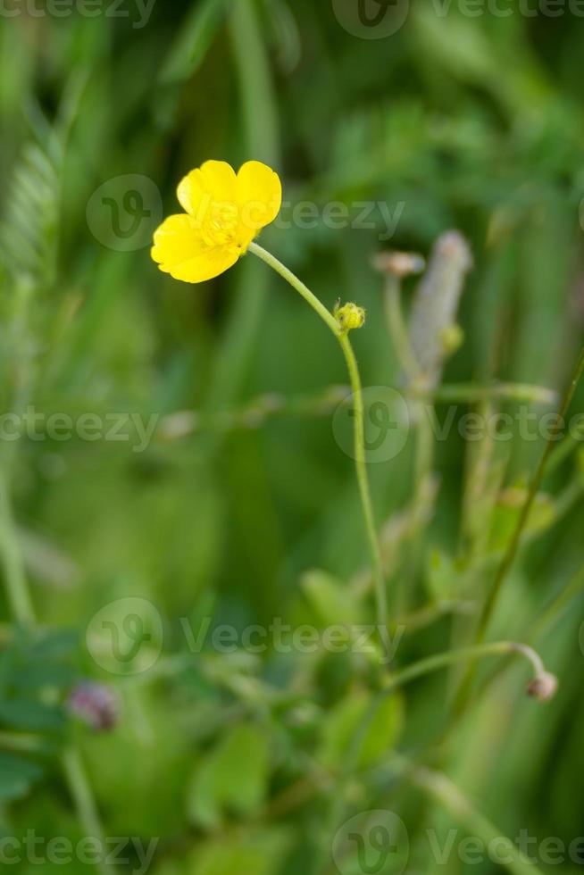 Crowfoot flowering on a verge in summertime photo