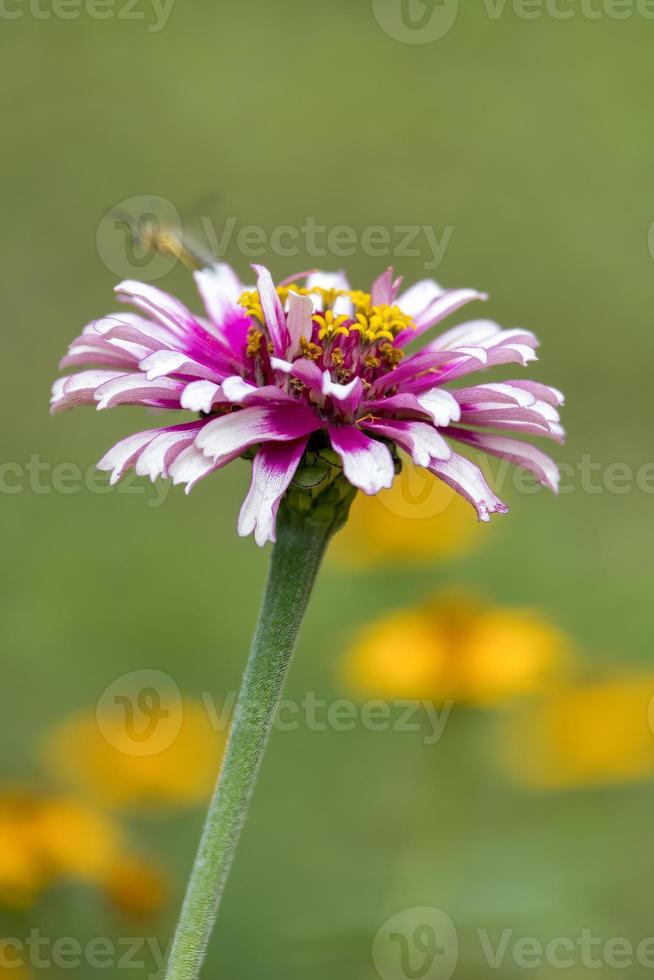 Garden Cosmos growing and flowering in a garden in Italy photo