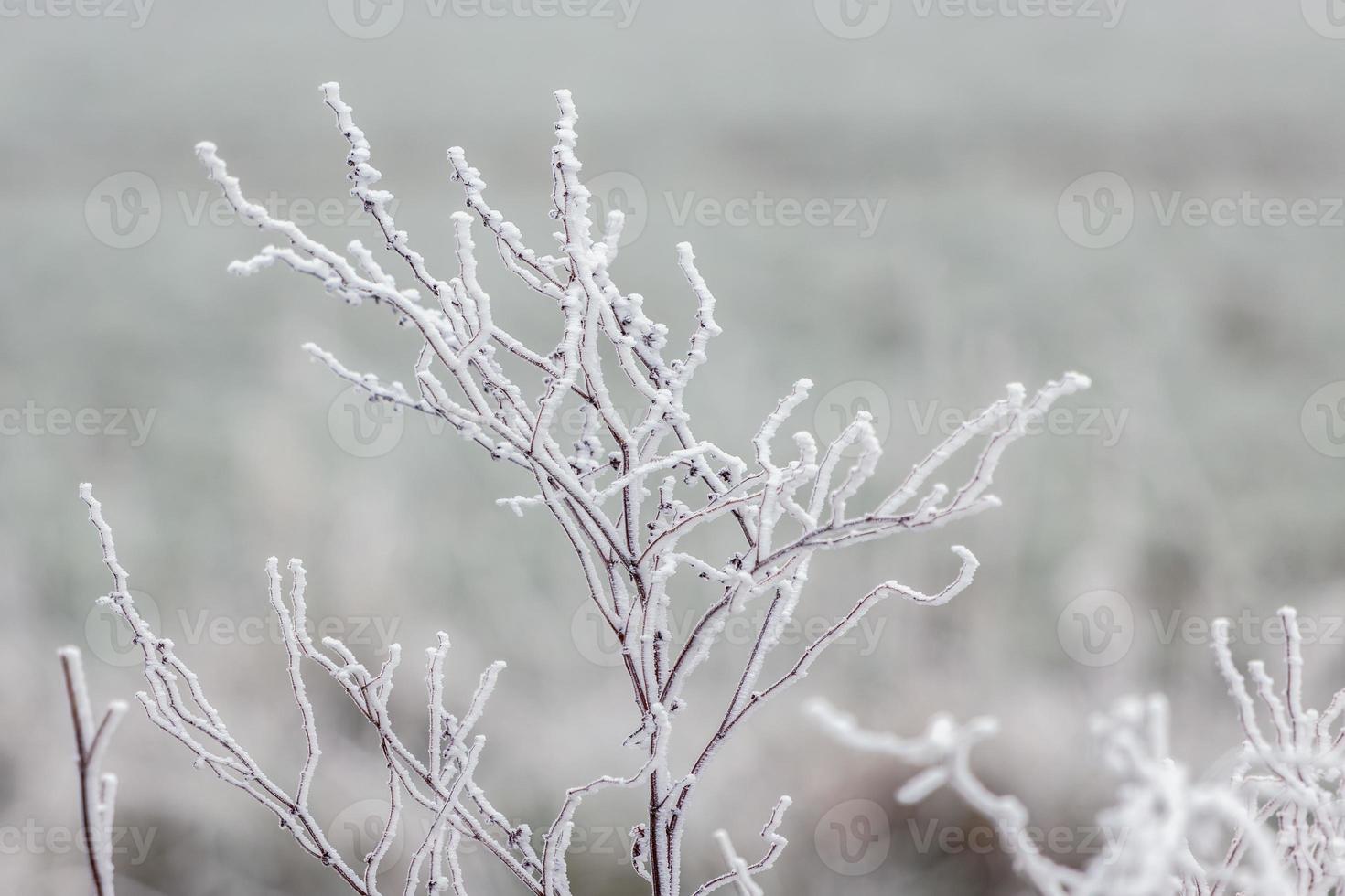 Dead weed covered with hoar frost on a cold winters day in East Grinstead photo