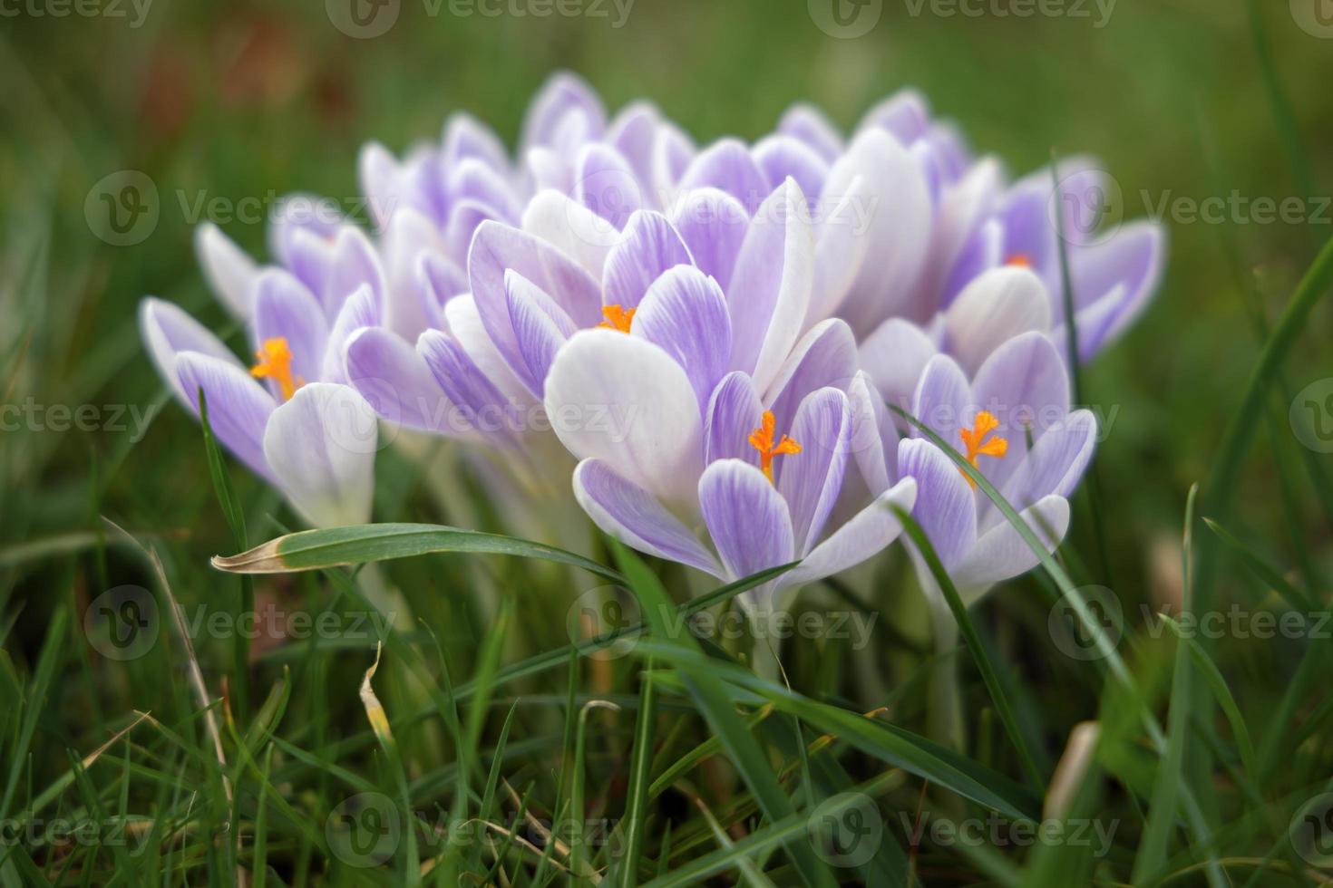 Crocuses flowering in East Grinstead photo