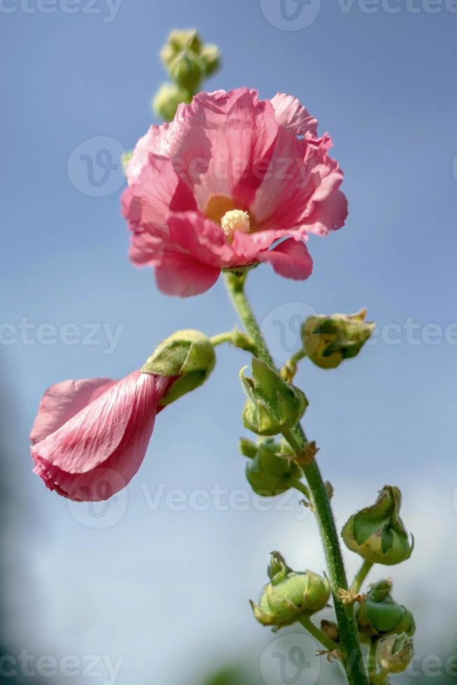 Pink Mallow Flowering in East Grinstead photo