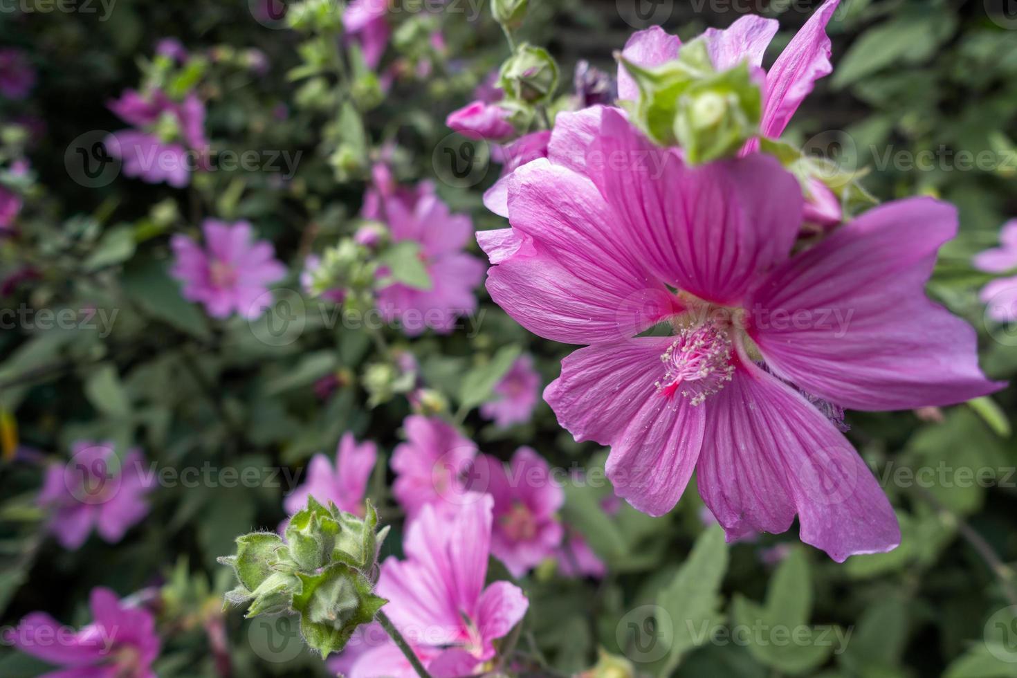 Mallow blooming profusely in a park in London photo