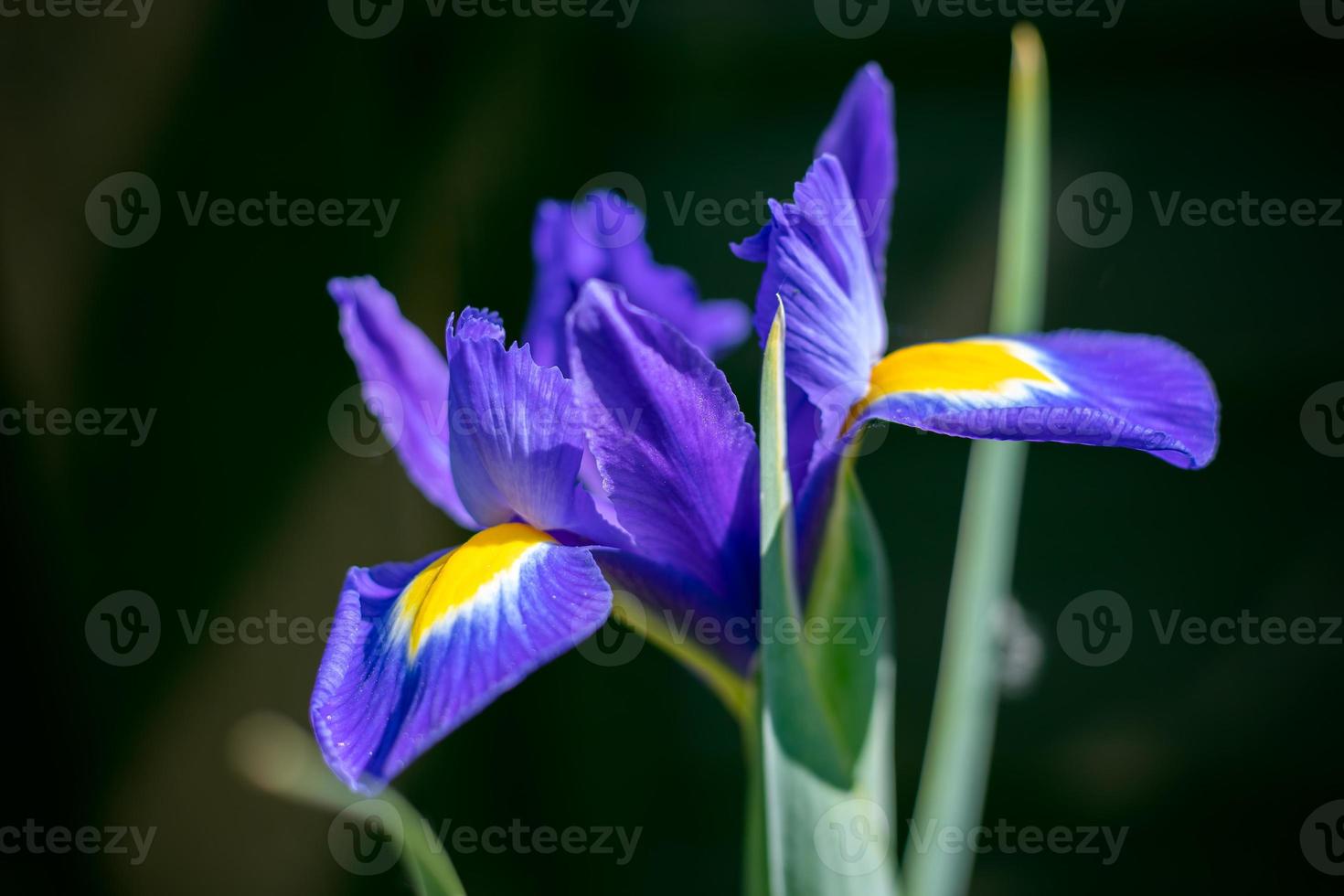 flor de iris que florece en primavera en un jardín inglés foto