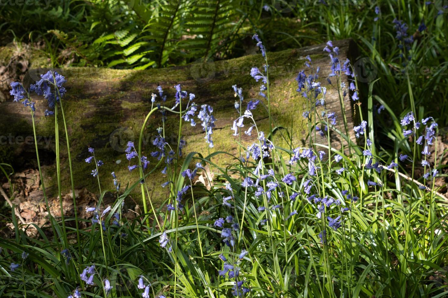A clump of Bluebells illuminated by spring sunshine photo