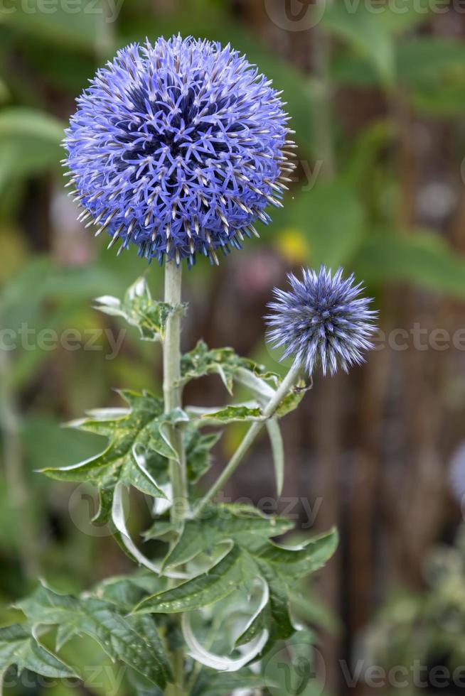 Blue Allium flowering in agarden in East Grinstead photo