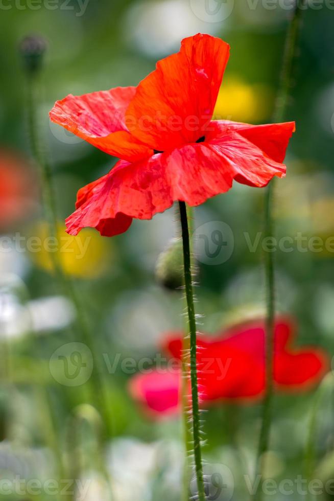 Poppies flowering in a strip of wildflowers in East Grinstead photo