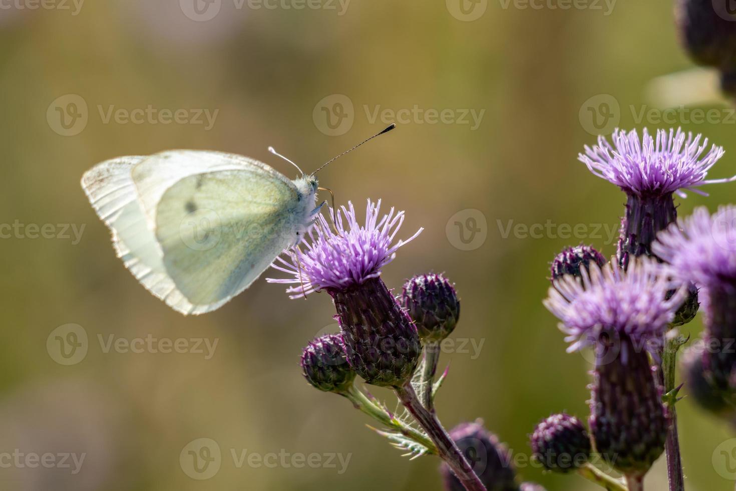 mariposa blanca grande alimentándose de una flor de cardo foto