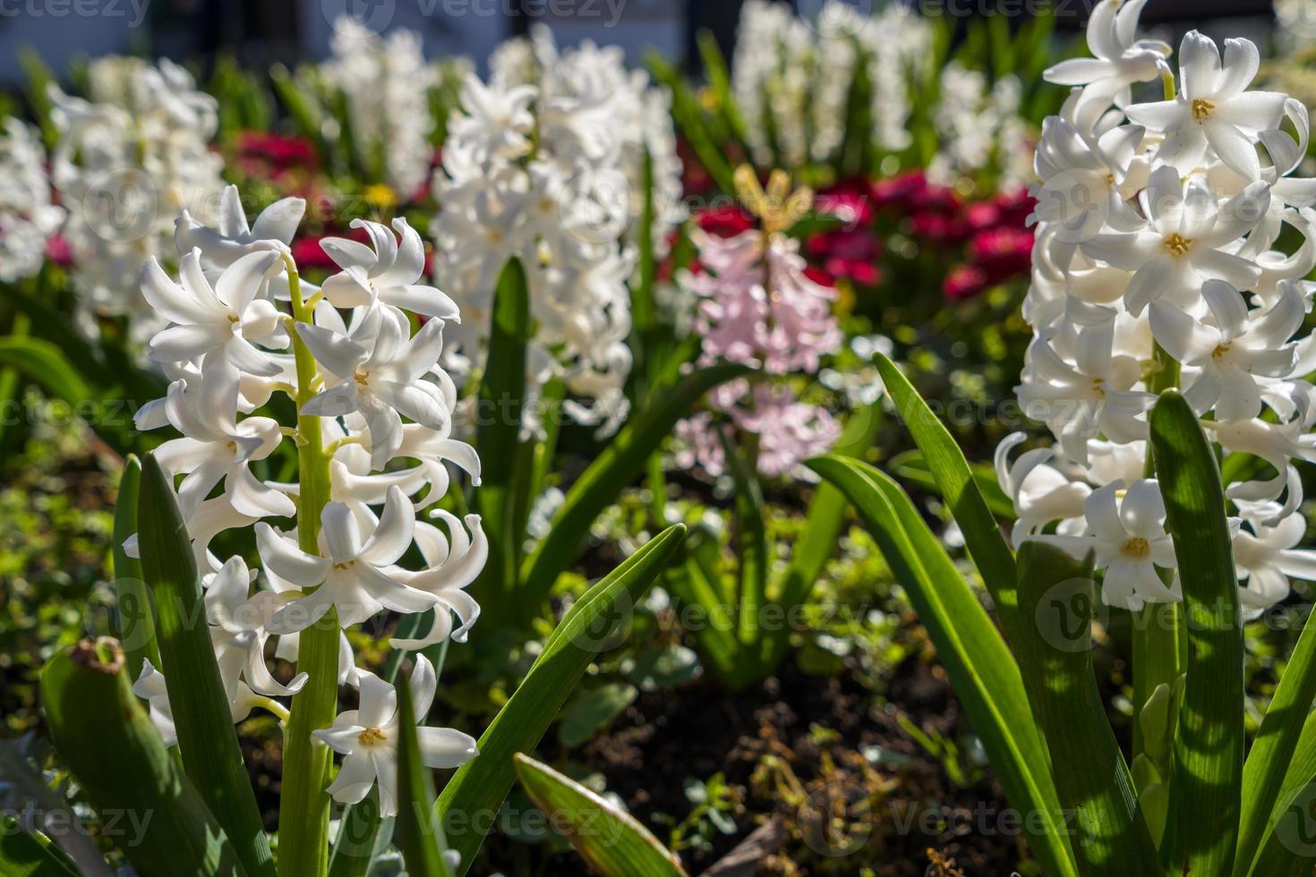 flores de primavera que florecen en un macizo de flores en east grinstead foto