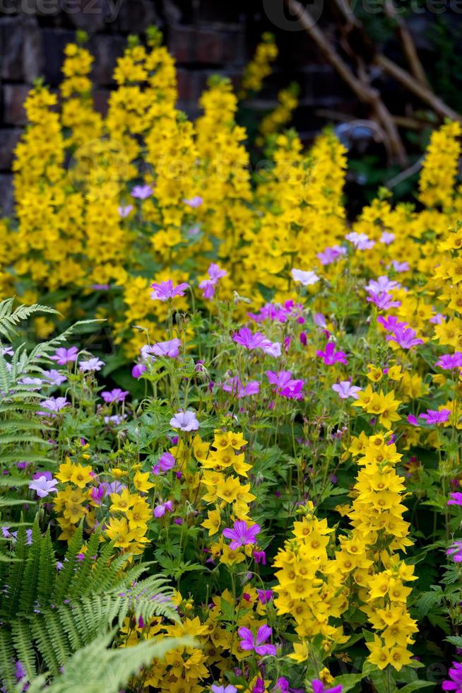 Flowers blooming in the garden in Berwyn station photo