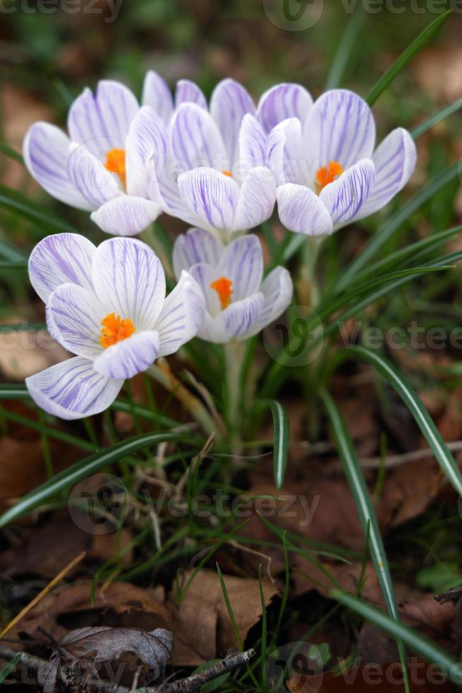 Crocuses flowering in East Grinstead photo