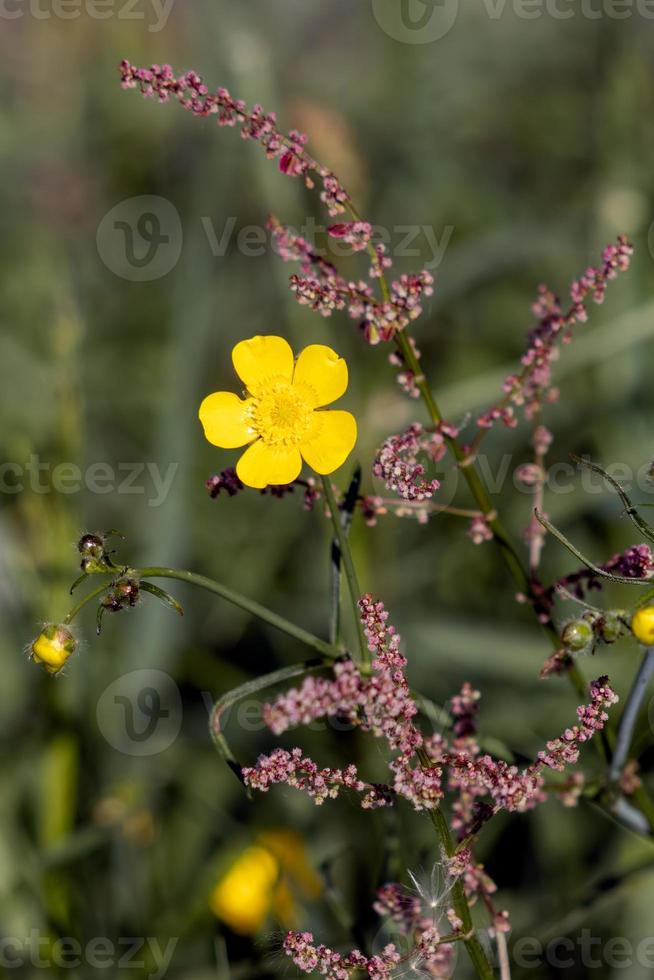 Meadow buttercup flowering by the side of a road photo