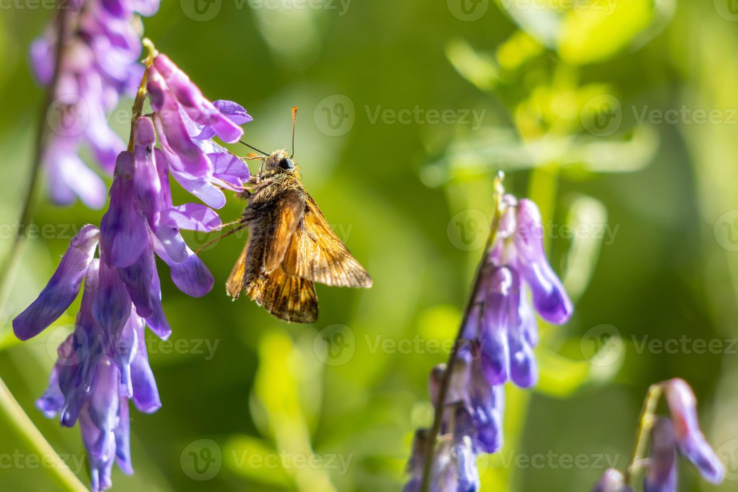 gran patrón de mariposa alimentándose de una flor bajo el sol de verano foto