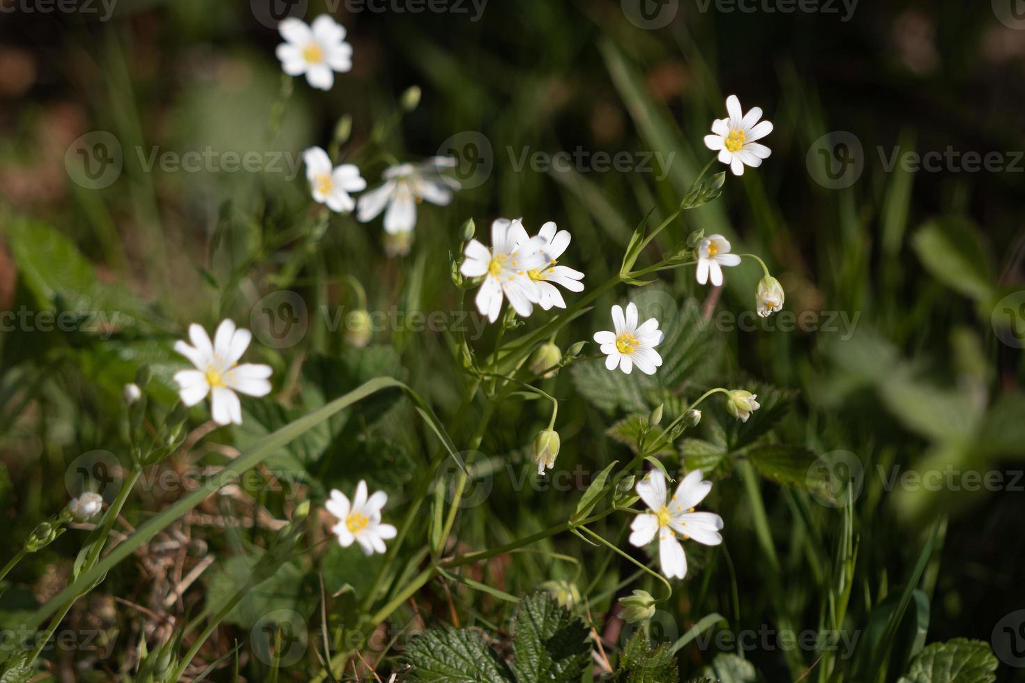 Greater Stitchwort growing in a hedgerow near East Grinstead photo