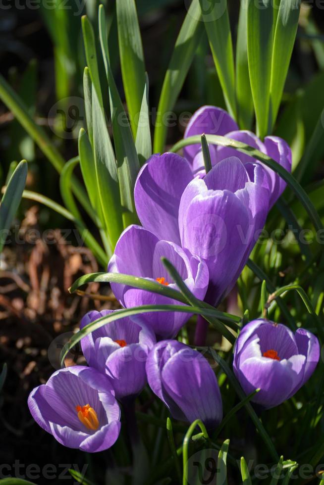 Purple Crocuses flowering in East Grinstead in wintertime photo