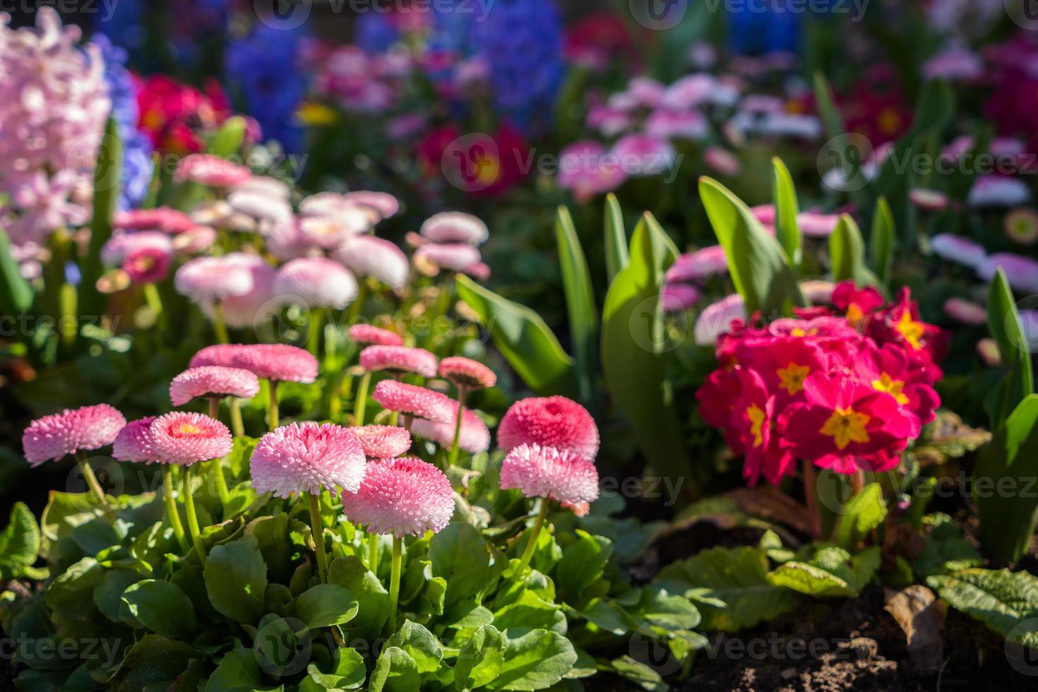 Spring flowers blooming in a flowerbed in East Grinstead photo