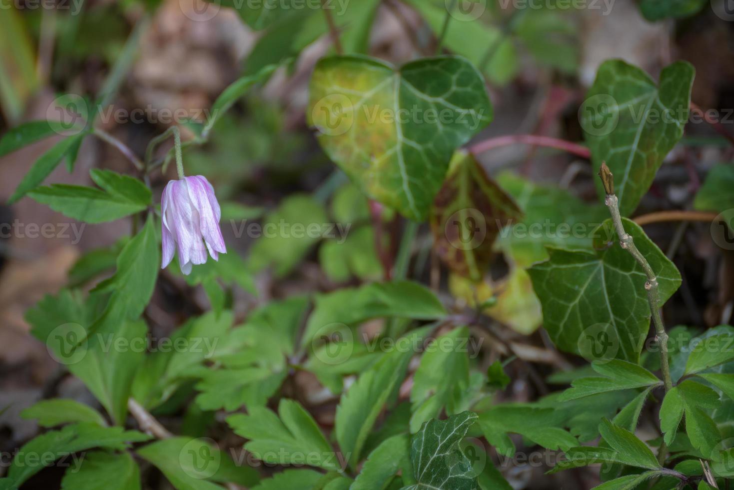Crowfoot one of the first wild flowers to emerge in springtime photo