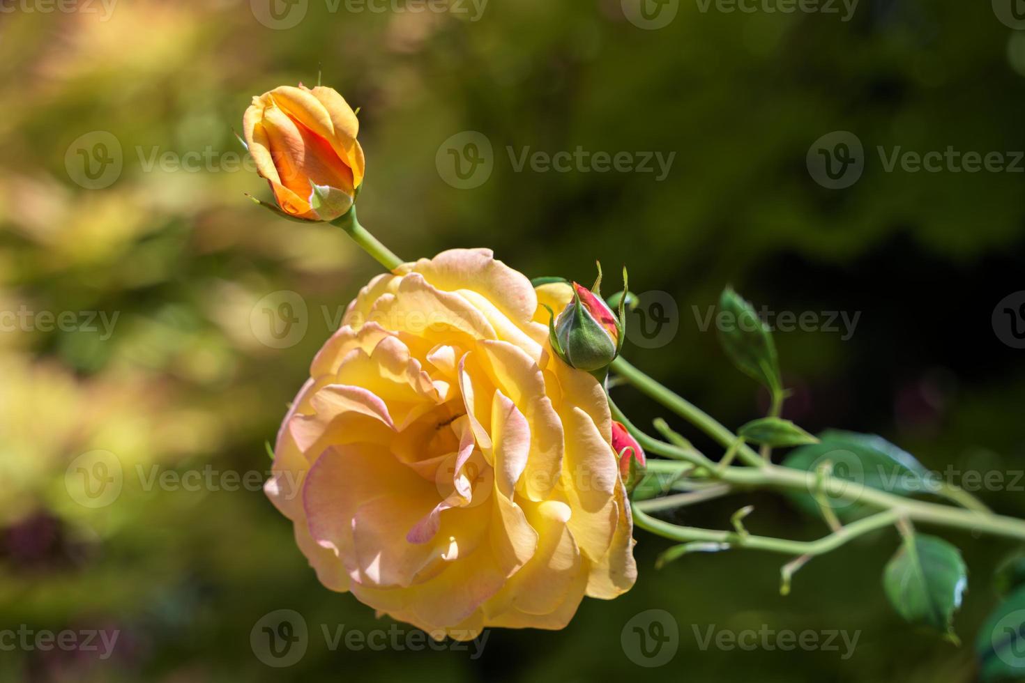 vista cercana de una rosa híbrida amarilla que florece en verano foto