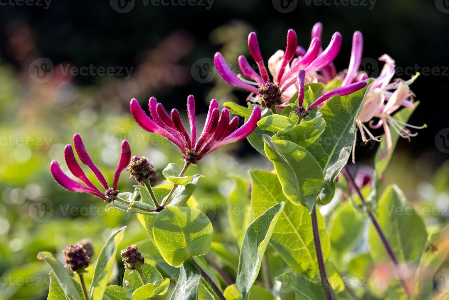 Etruscan Honeysuckle on display in a garden in Hanmer photo
