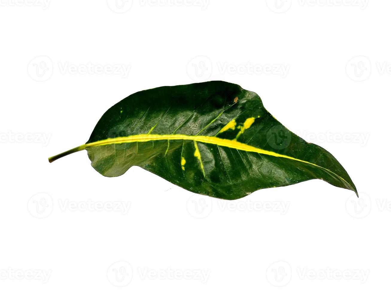 Codiaeum variegatum leaf Isolated on white background. Leaves are many colors photo