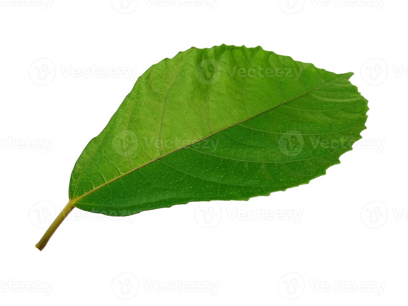 Green leaves isolated on white background photo