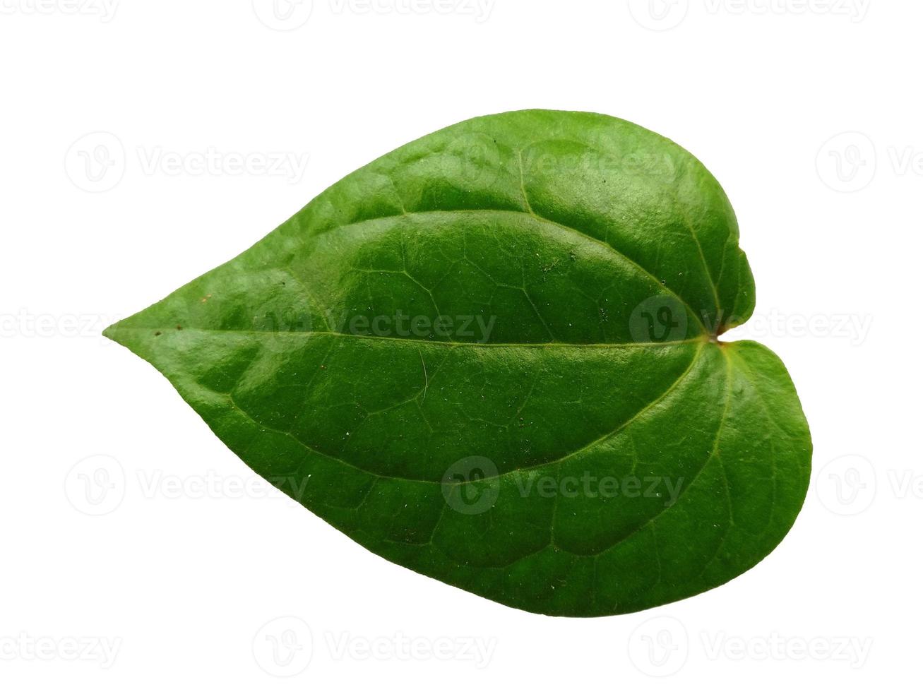 Green betel leaf isolated on white background photo