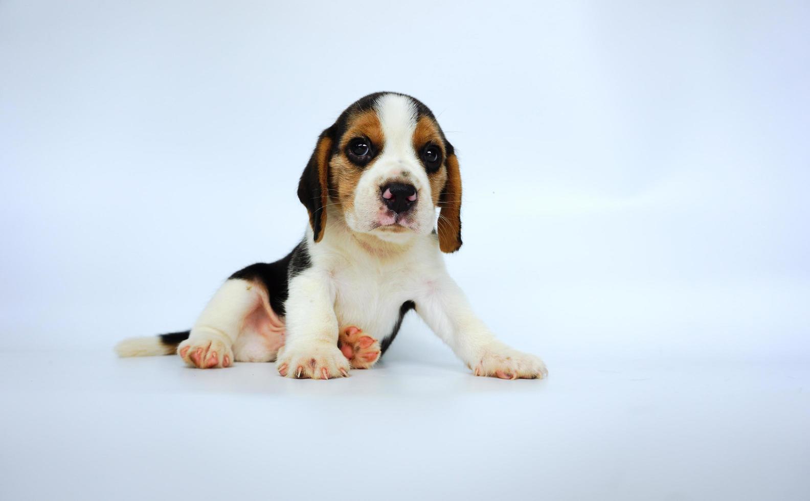 Adorable Tricolor  beagle on white screen. Beagles are used in a range of research procedures. The general appearance of the beagle resembles a miniature Foxhound. Beagles have excellent noses. photo