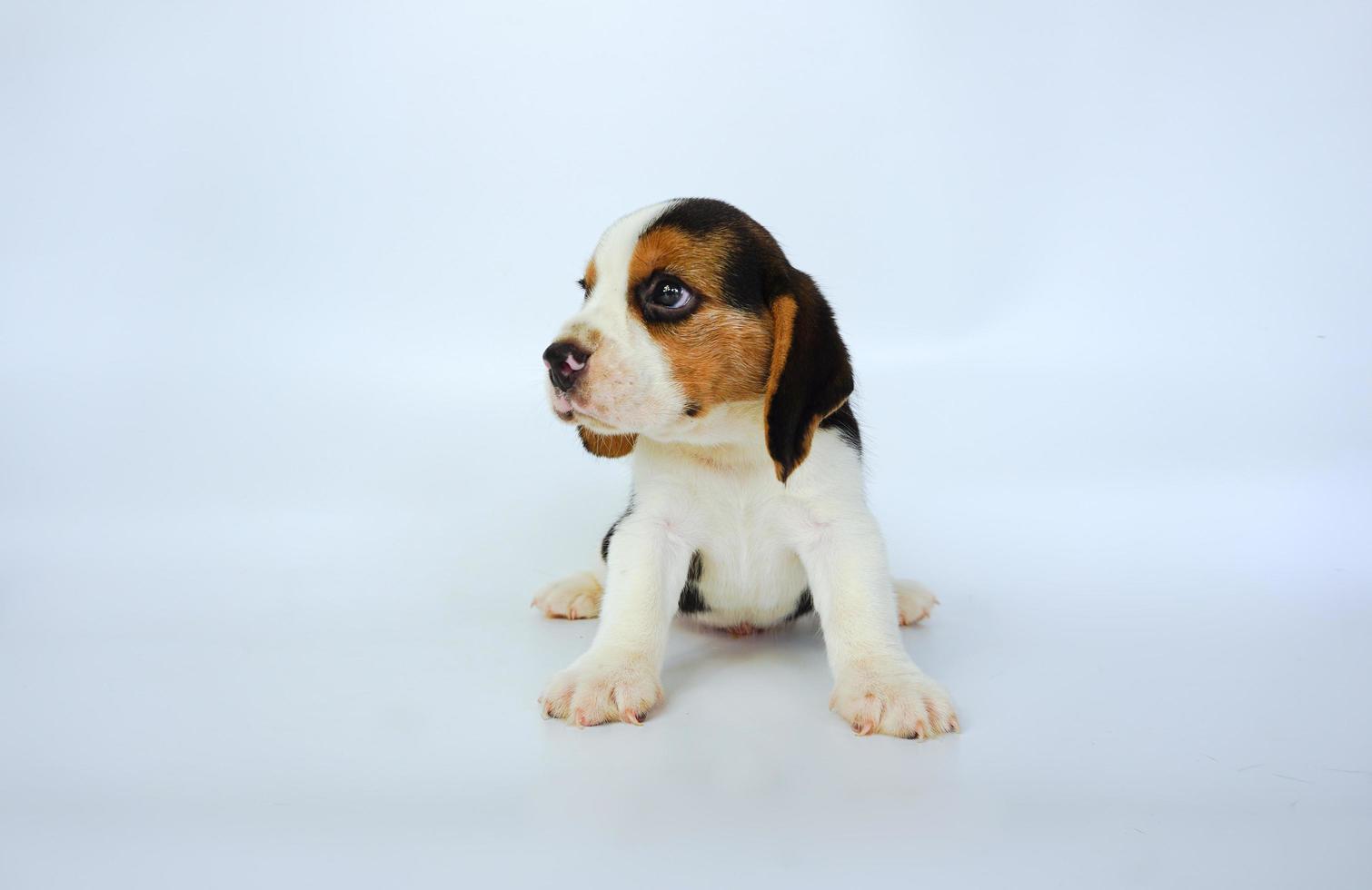 Adorable Tricolor  beagle on white screen. Beagles are used in a range of research procedures. The general appearance of the beagle resembles a miniature Foxhound. Beagles have excellent noses. photo