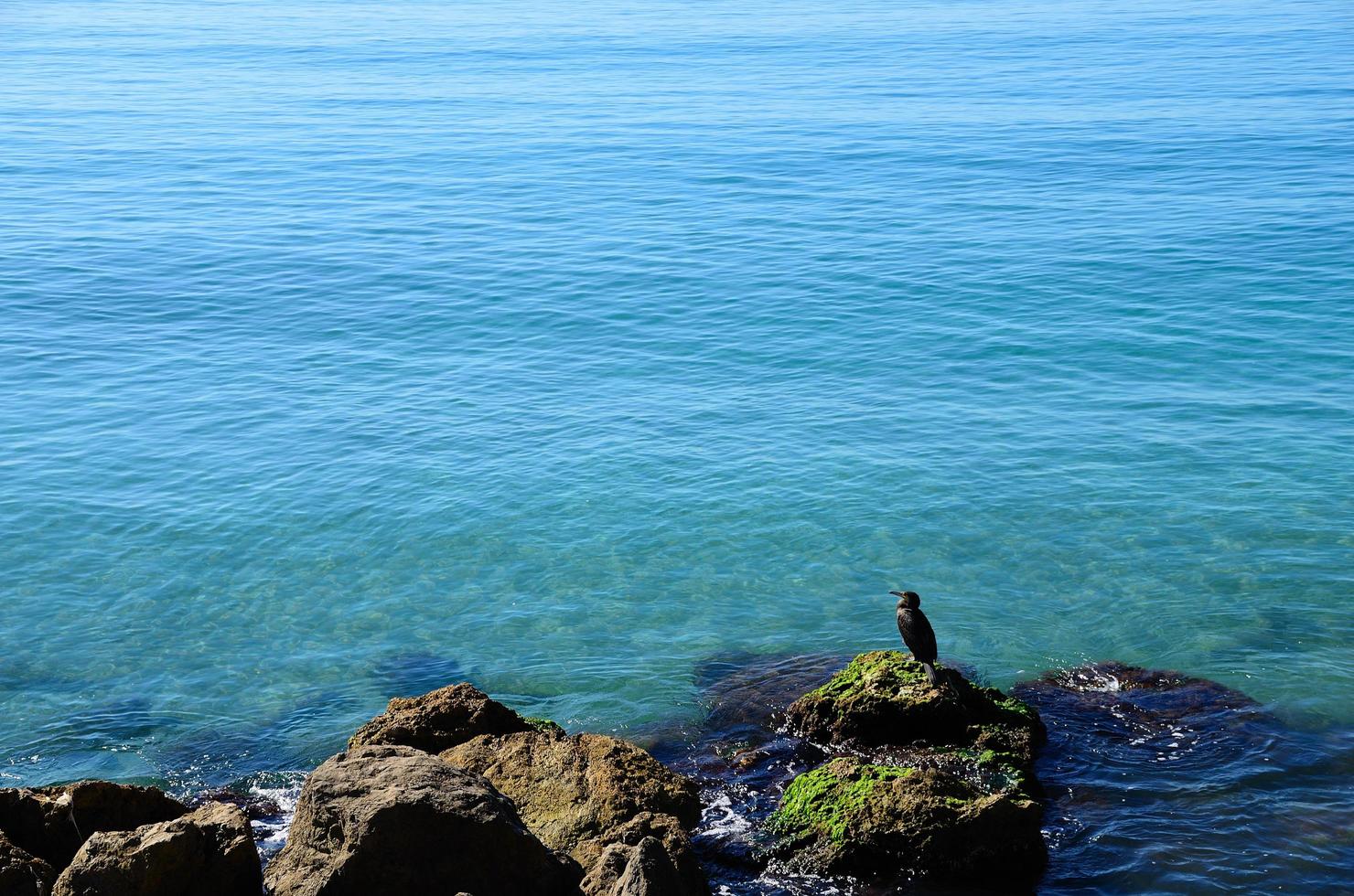 bird sitting at sea photo