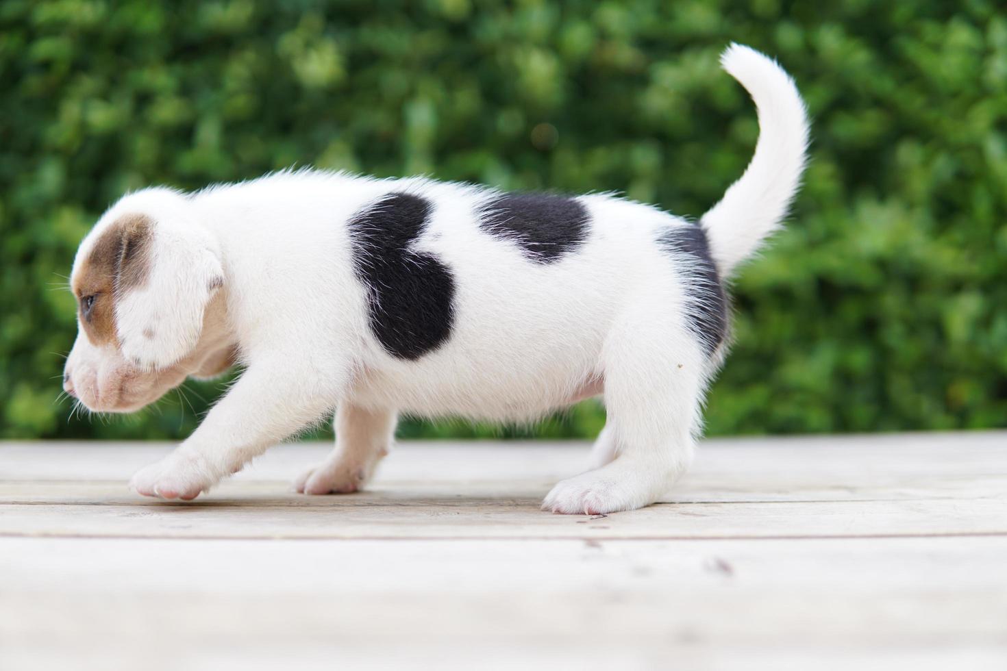 Cute beagle puppy age one month sitting on green floor and looking forward. Picture have copy space for advertisement or text. Beagles have excellent noses. photo