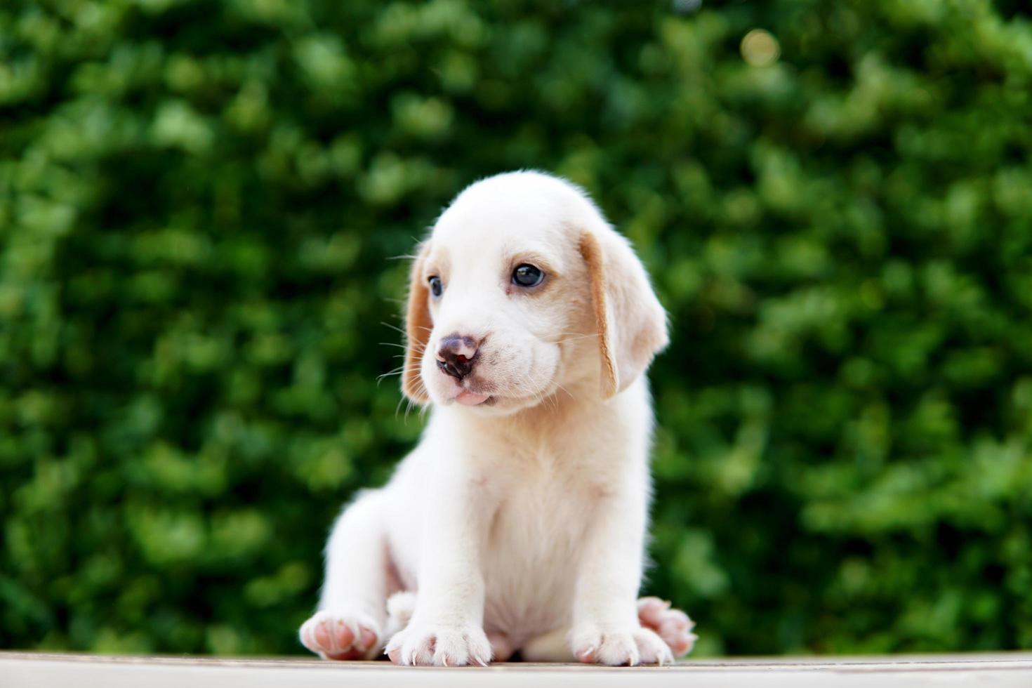 adorable cachorro beagle de un mes de edad sentado en el suelo de madera y mirando hacia adelante. la imagen tiene espacio de copia para publicidad o texto. Los beagles tienen excelentes narices. foto
