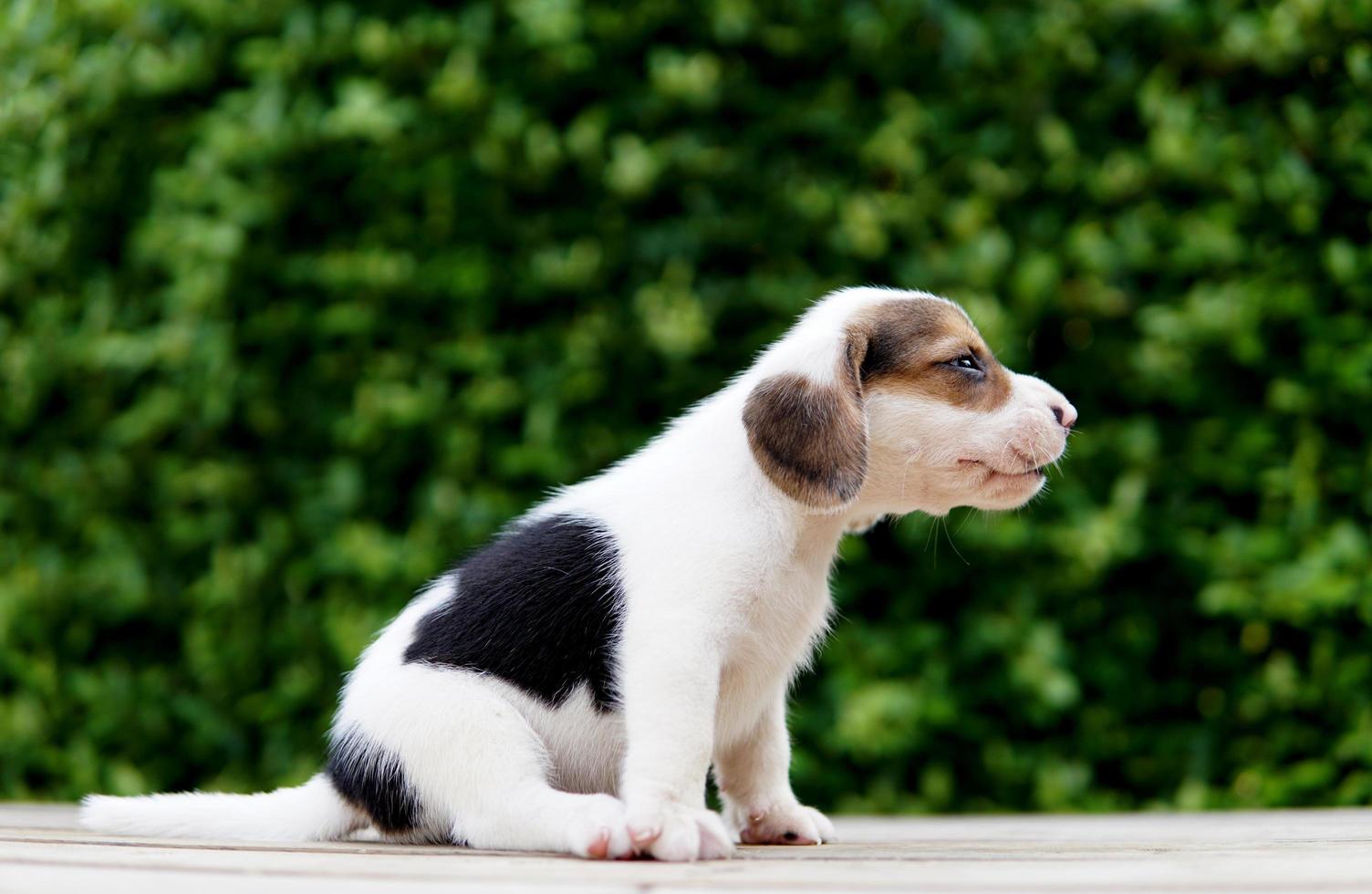 Cute beagle puppy age one month sitting on green floor and looking forward.  Picture have copy space for advertisement or text. Beagles have excellent  noses. 6670493 Stock Photo at Vecteezy