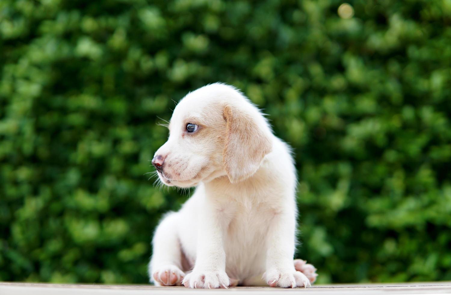 How much is one cheap month in dog years