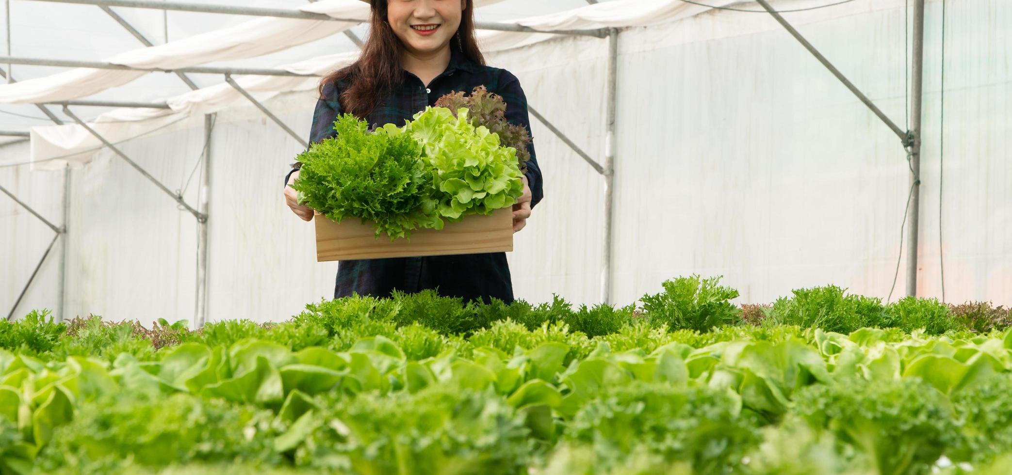 las agricultoras asiáticas cosechan verduras frescas para ensaladas en granjas de sistemas de plantas hidropónicas en el invernadero para el mercado. concepto de verduras frescas y alimentos saludables. comercio e industria agrícola. foto