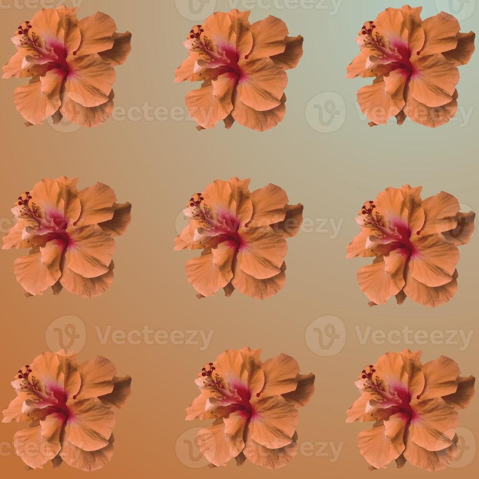 Set of Hibiscus rosa-sinensis blooming flower photo