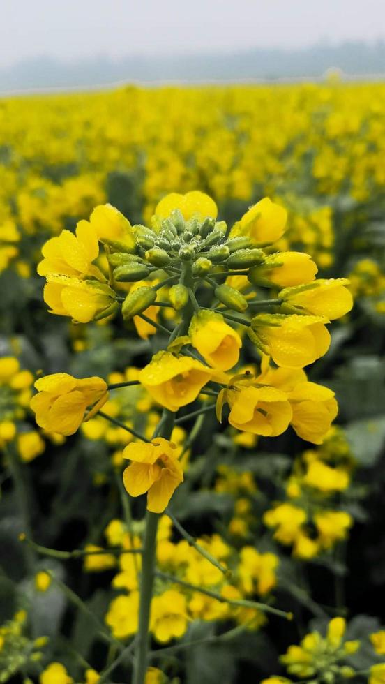 Spring blooming Mustard flower photo