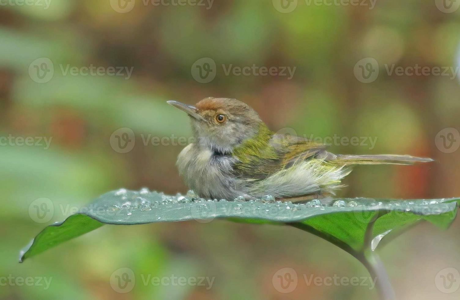 common tailorbird photo