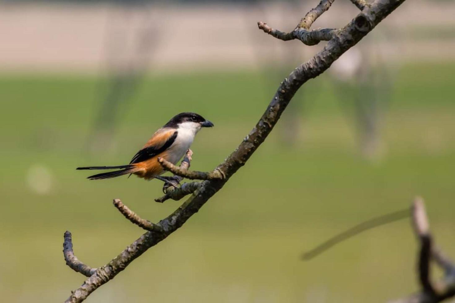 long-tailed shrike or rufous-backed shrike sitting on a branch in the forest photo